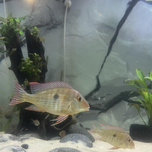 Geophagus red head tapajos