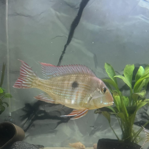 Geophagus red head tapajos