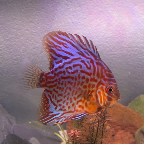 Discus 11 12cm