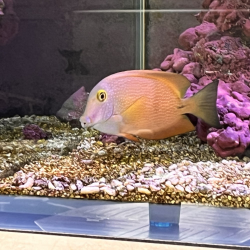 Ctenochaetus strigosus yellow Eye