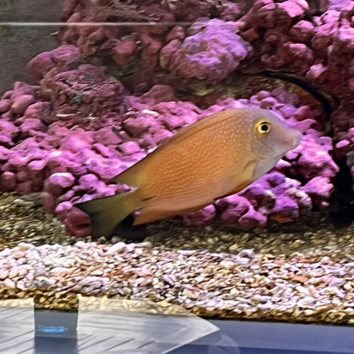 Ctenochaetus strigosus yellow Eye