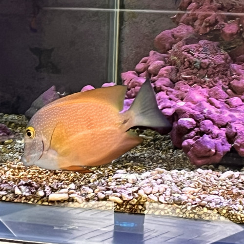 Ctenochaetus strigosus yellow Eye