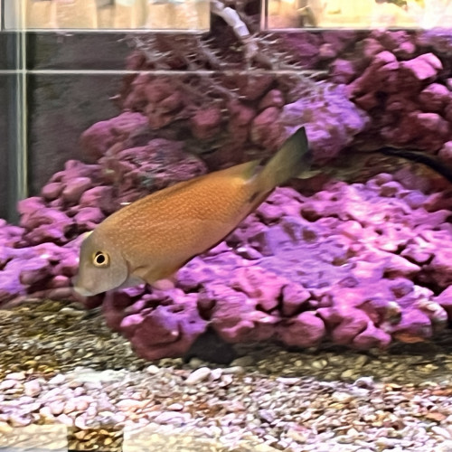 Ctenochaetus strigosus yellow Eye