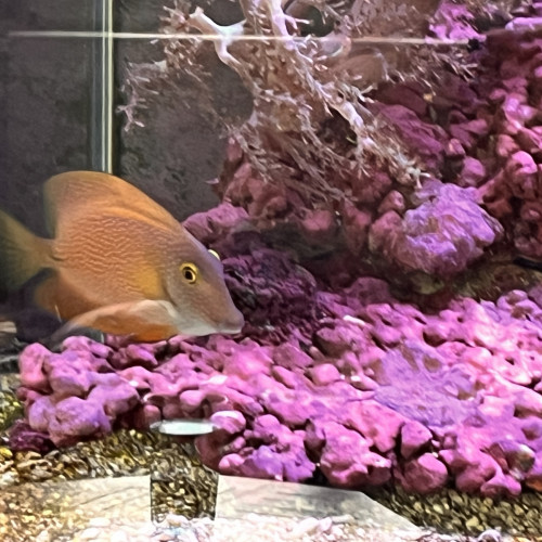 Ctenochaetus strigosus yellow Eye