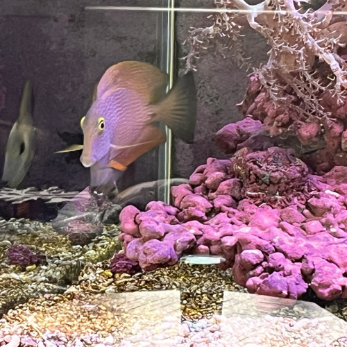 Ctenochaetus strigosus yellow Eye