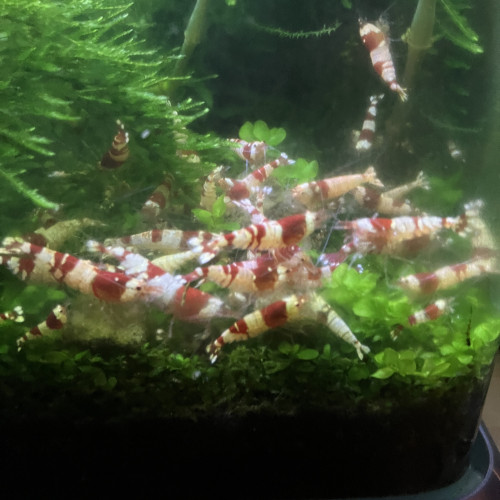 Crevettes Caridina Red Crystal