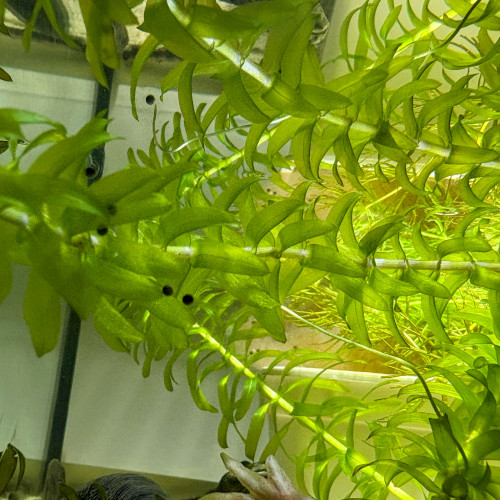 pleurodele waltl / ambystoma andersoni