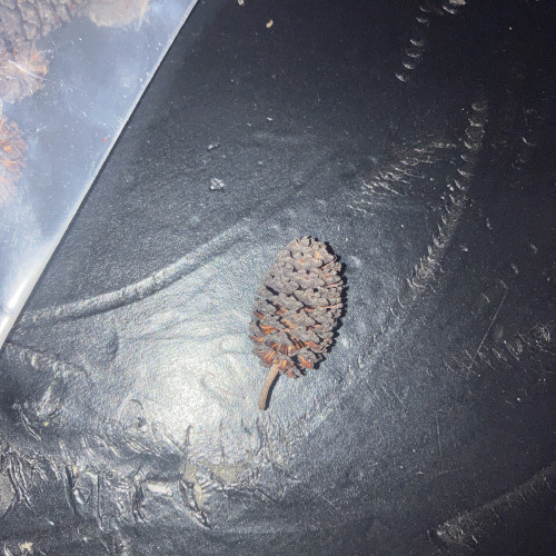 Sachet de 10 fruits d’aulnes + échantillon Pellet