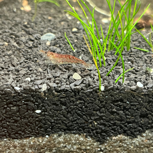 Néocaridinas déclassées