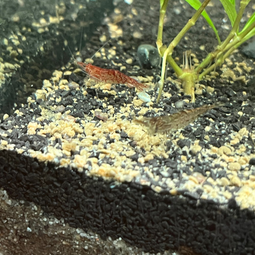 Néocaridinas déclassées