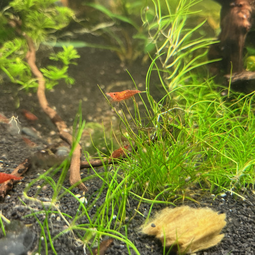 Néocaridinas déclassées