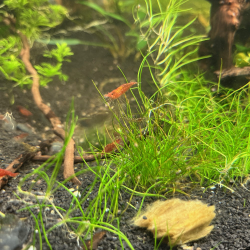 Néocaridinas déclassées