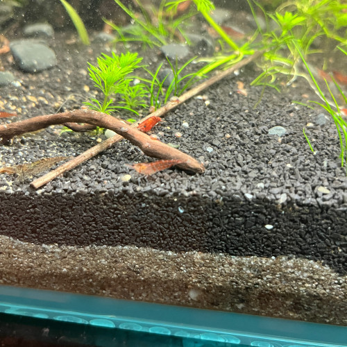 Néocaridinas déclassées