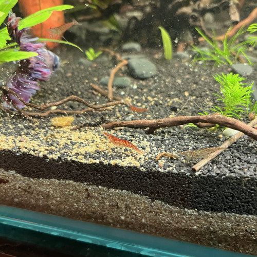 Néocaridinas déclassées