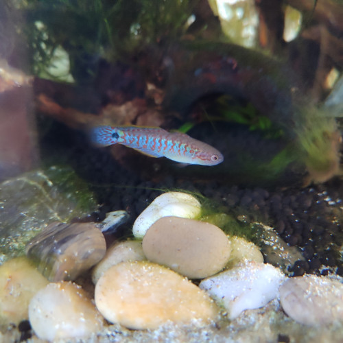 Tateurndina ocellicauda