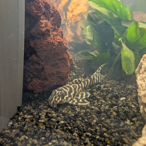 Pleco King Tiger L333