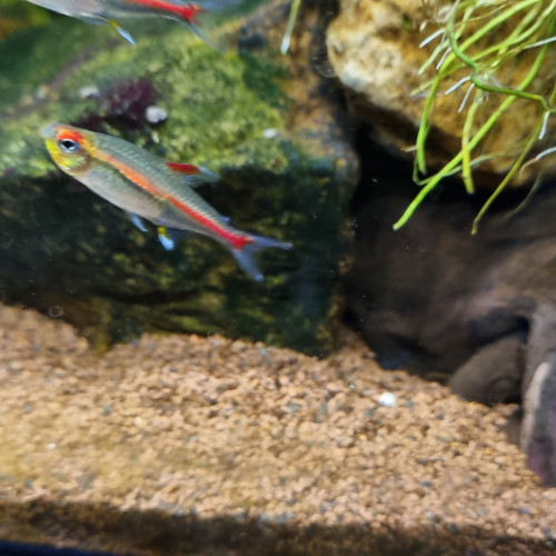 5 poissons Néon rose