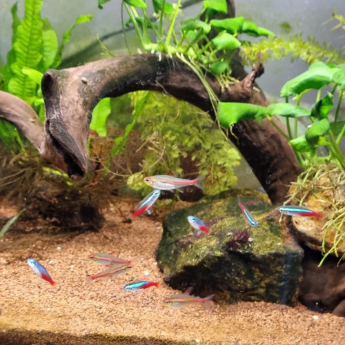 5 poissons Néon rose