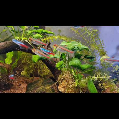 5 poissons Néon rose