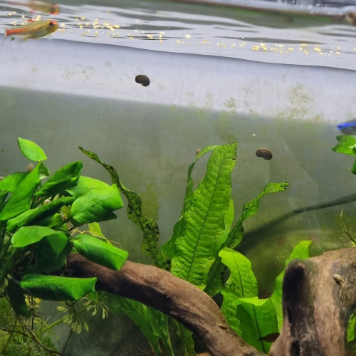 5 poissons Néon rose