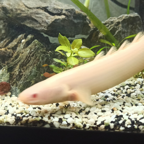 bichir albino