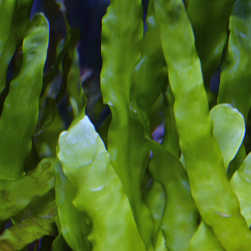 Algues marines pour aquarium, Caulerpa prolifera (échange possible)