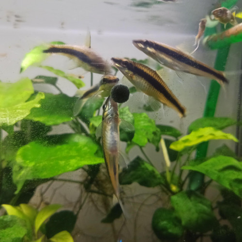 Crossocheilus siamensis