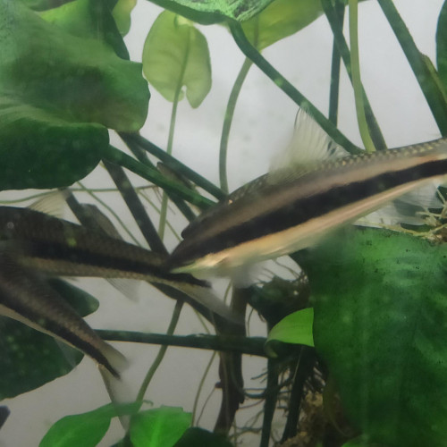 Crossocheilus siamensis