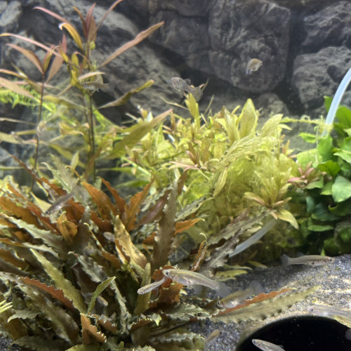 Poissons guppy sauvage