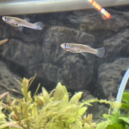 Poissons guppy sauvage