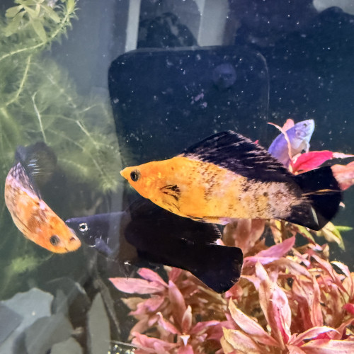 Plusieurs couleurs de Molly