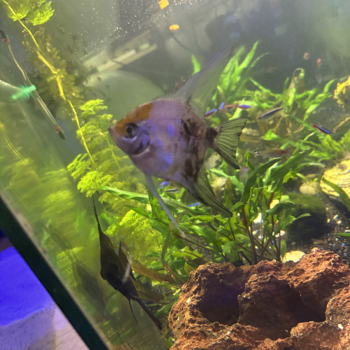 Couple scalaires adultes