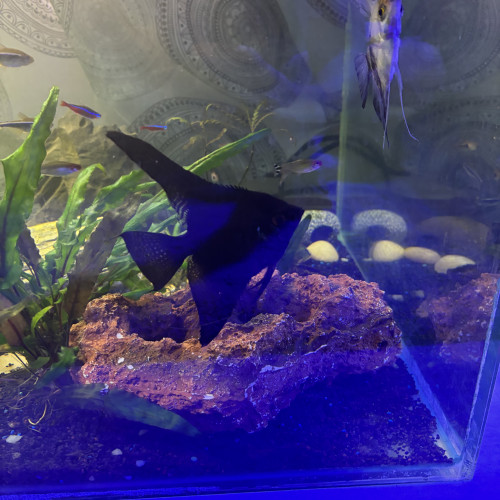 Couple scalaires adultes