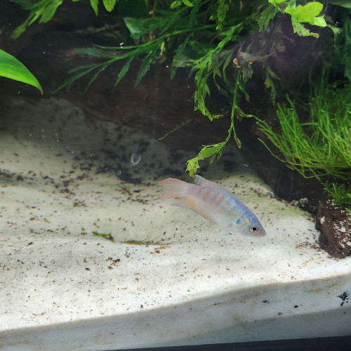 Poisson paradis Mâle