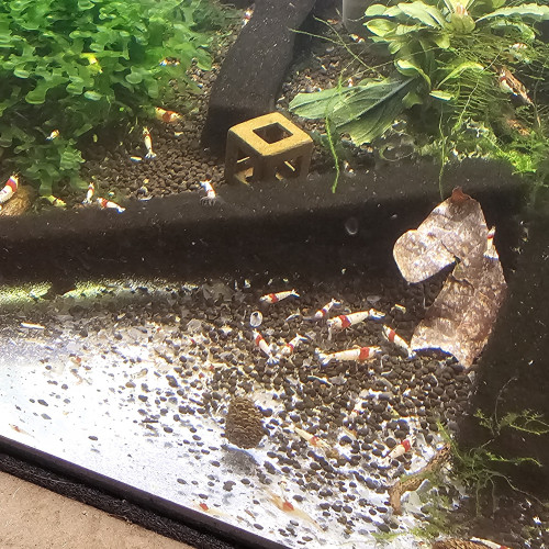 Crevettes Nourriture crevettes