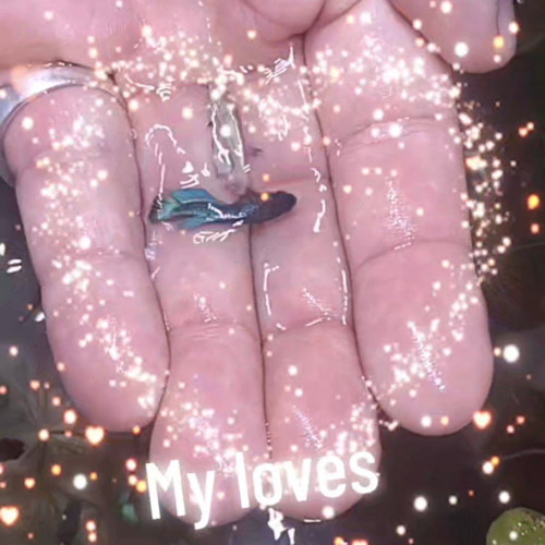 Betta plakat bientôt disponible