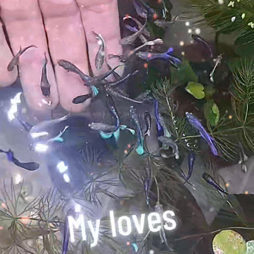 Betta plakat bientôt disponible