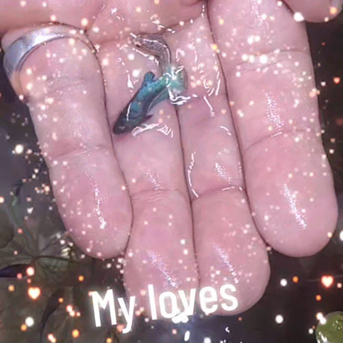 Betta plakat bientôt disponible