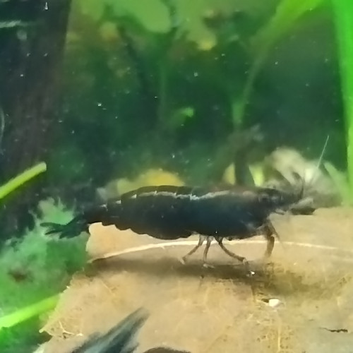 Neocaridina davidi Blue Velvet foncées rusty