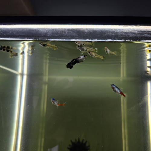 Guppy endler mâle/femelle