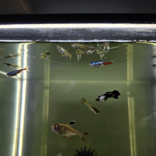 Guppy endler mâle/femelle