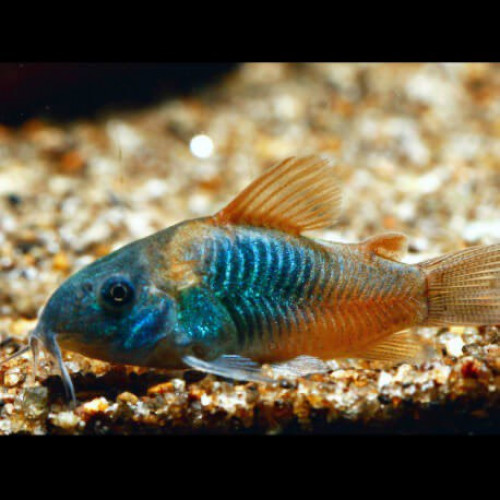 Don Couple Corydoras Aeneus  (bonne santé) - Lyon
