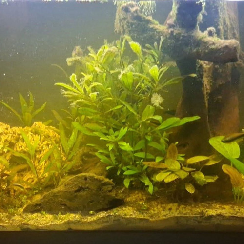 Recherche plantes aquatiques