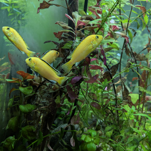 Échange ou don 4 cichlidés labidochromis