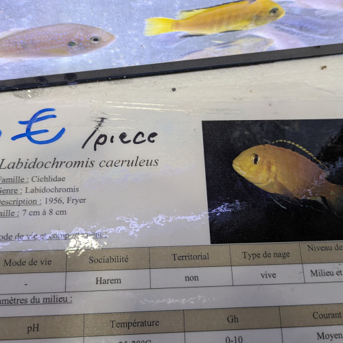 Échange ou don 4 cichlidés labidochromis