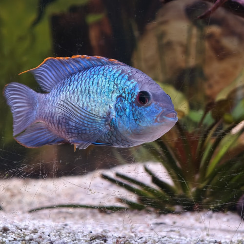 Andinoacara pulcher bleu electrique