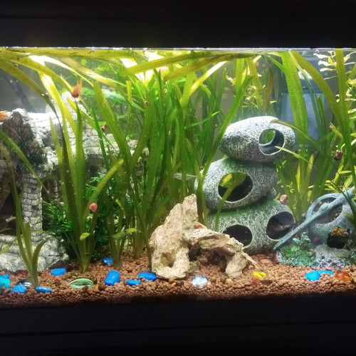 Vallisneria gigantea de 5 a 20cm environ