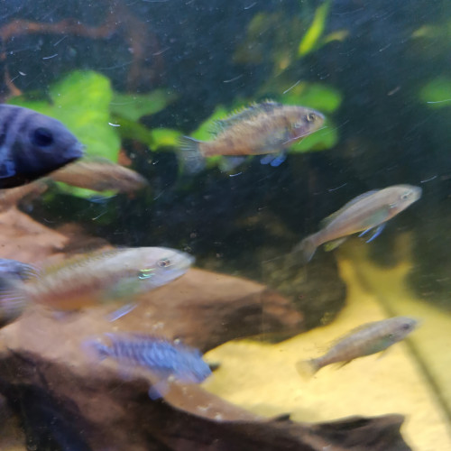 Labeotropheus Fuellborni Katale