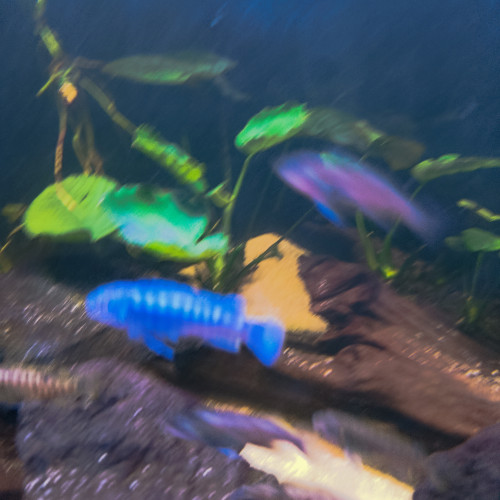 Labeotropheus Fuellborni Katale