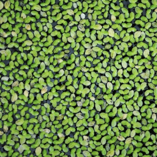 Lentilles d’eau en don